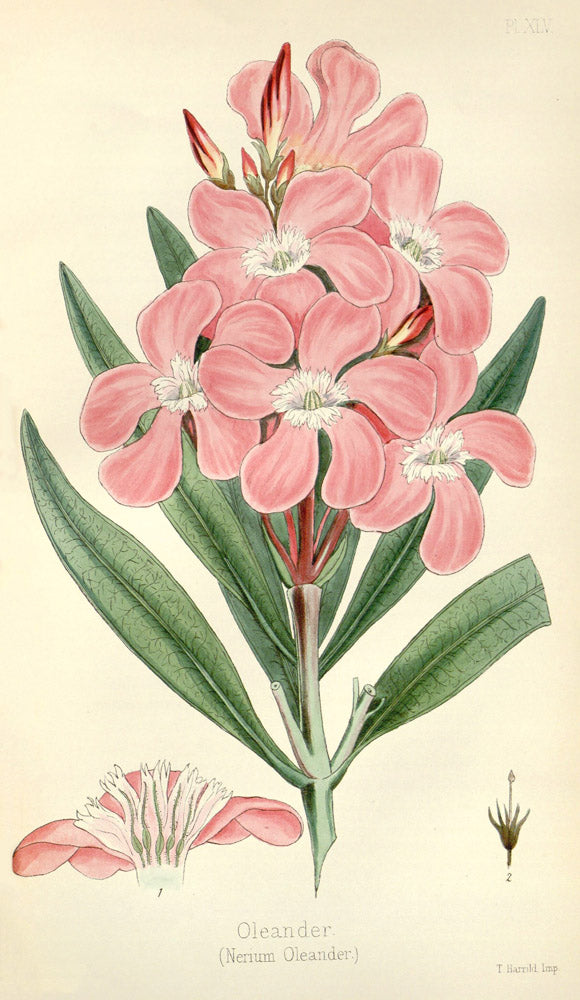 Nerium Oleander - Vintage Botanical Illustration