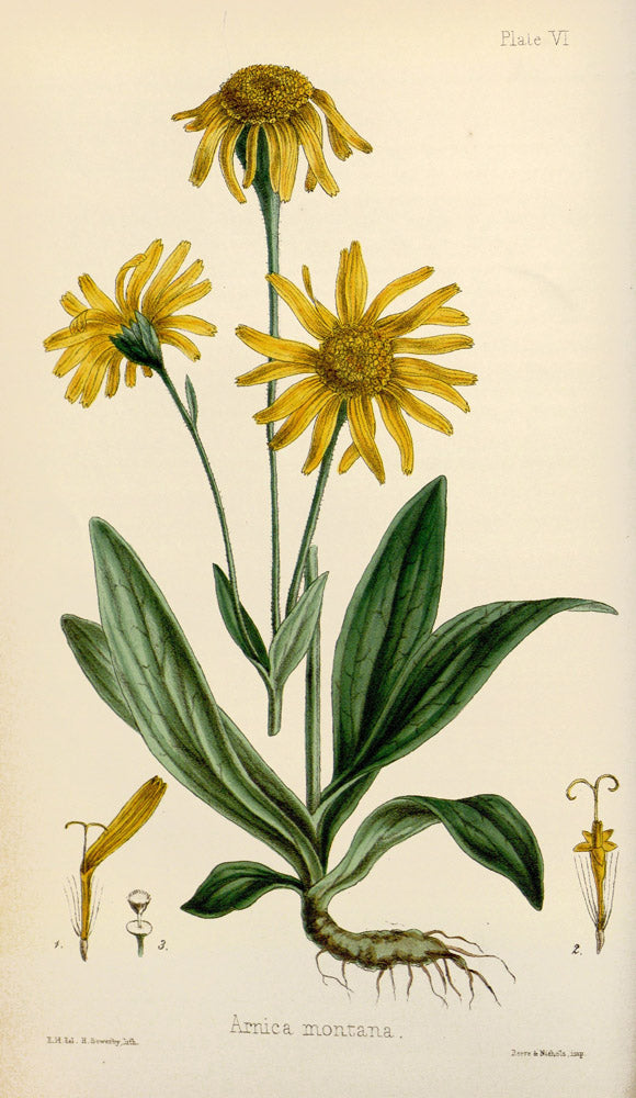 Arnica Montana - Vintage Botanical Illustration