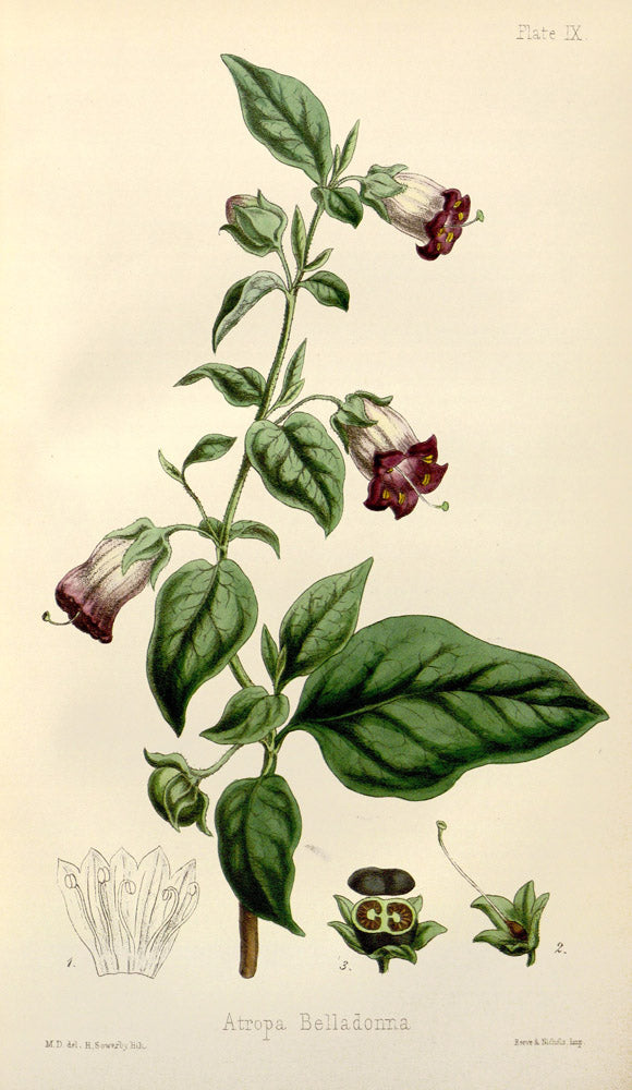 Atropa Belladonna - Vintage Botanical Illustration