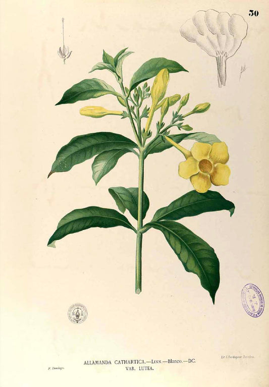 Allamanda Cathartica - Filipino Botanical Illustration
