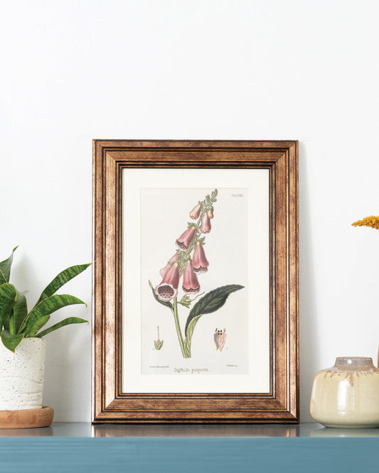 Digitalis Purpurea - Vintage Botanical Illustration