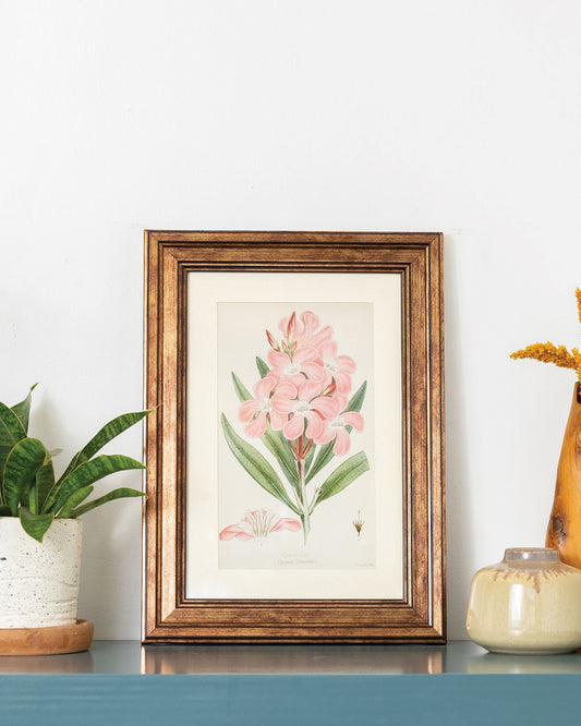 Nerium Oleander - Vintage Botanical Illustration