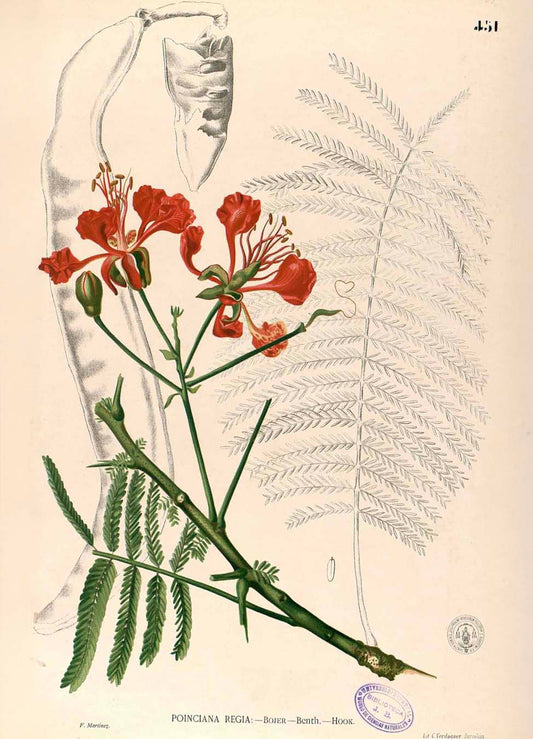 Delonix Regia - Filipino Botanical Illustration