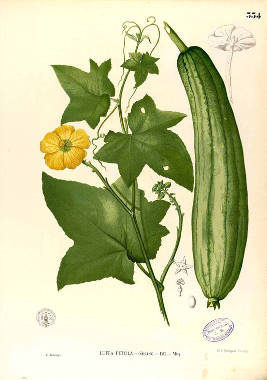 Luffa Aegyptiaca - Filipino Botanical Illustration