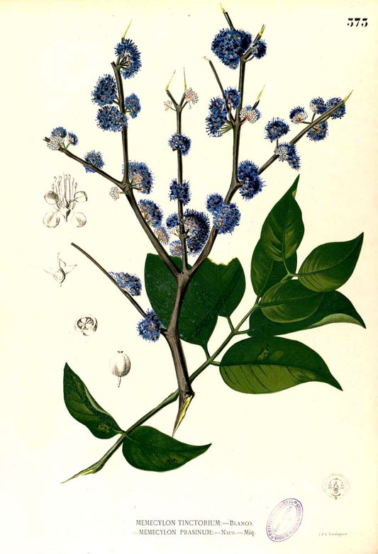 Memecylon Edule - Filipino Botanical Illustration