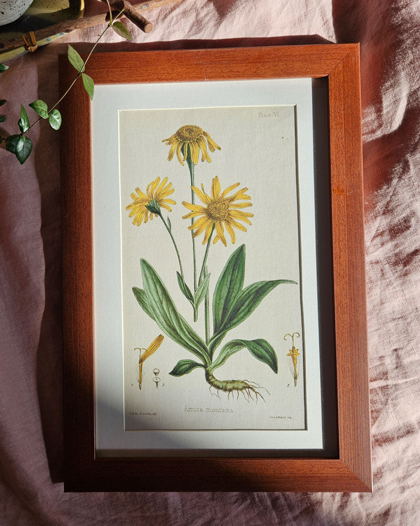 Arnica Montana - Vintage Botanical Illustration