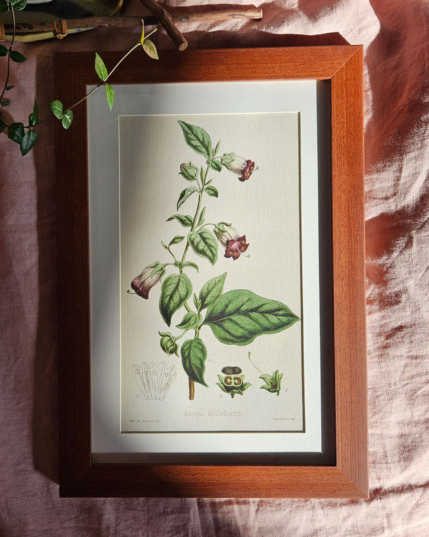 Atropa Belladonna - Vintage Botanical Illustration