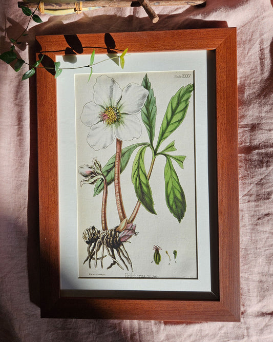 Helleborus Niger - Vintage Botanical Illustration