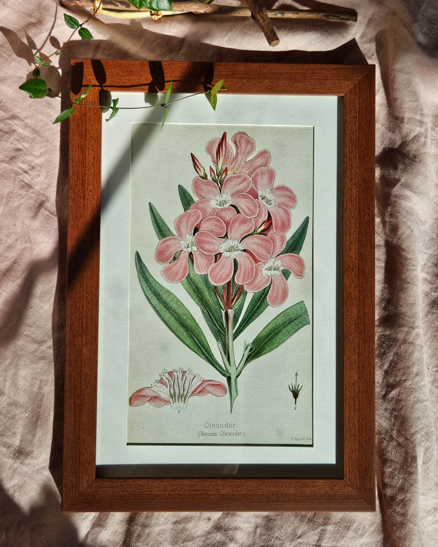 Nerium Oleander - Vintage Botanical Illustration