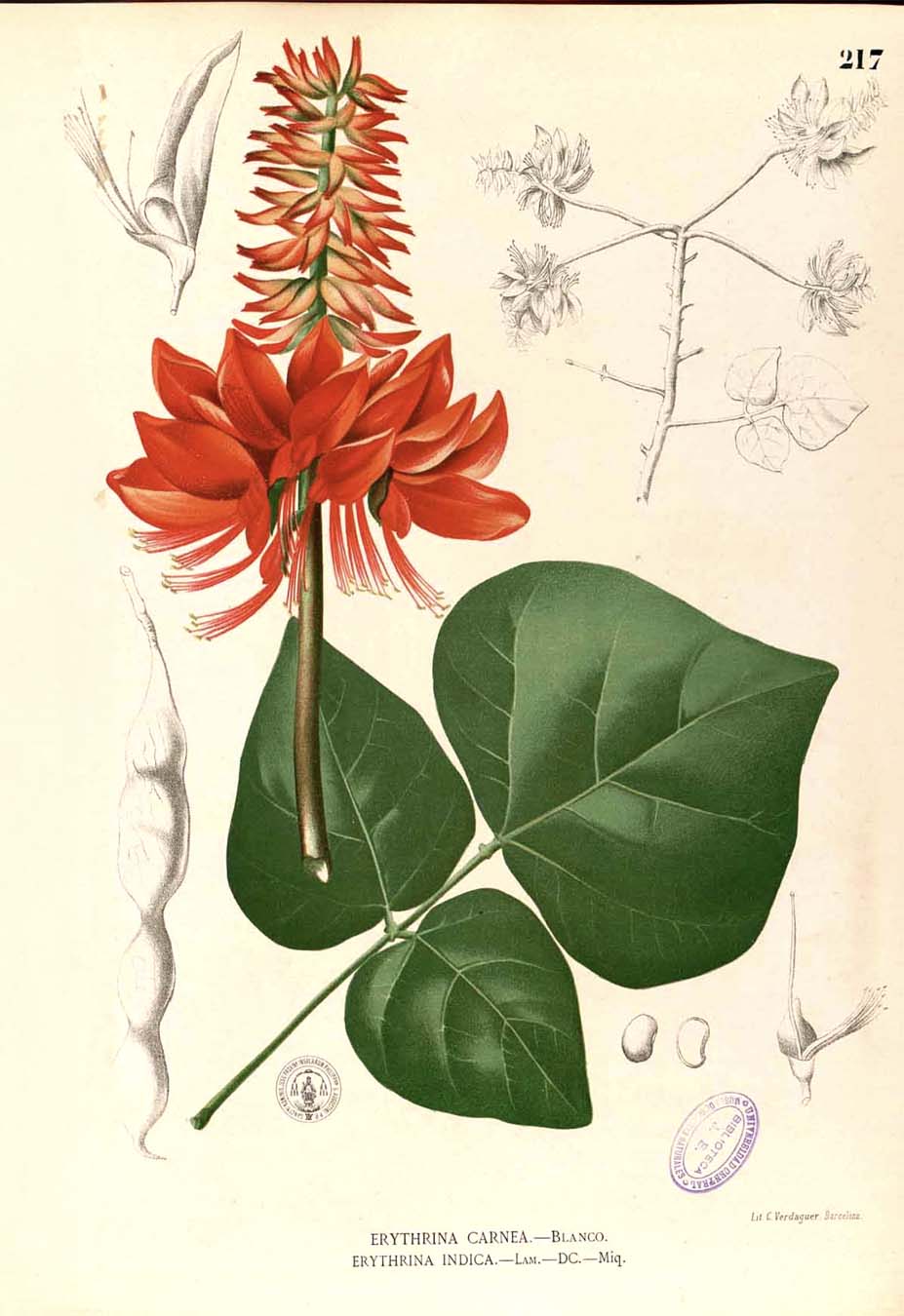 Erythrina variegata Blanco - Filipino Botanical Illustration
