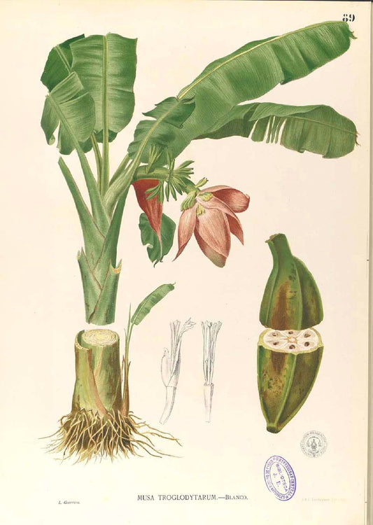 Musa Troglodytarum - Filipino Botanical Illustration