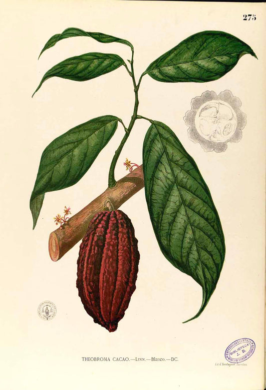 Theobroma Cacao - Filipino Botanical Illustration