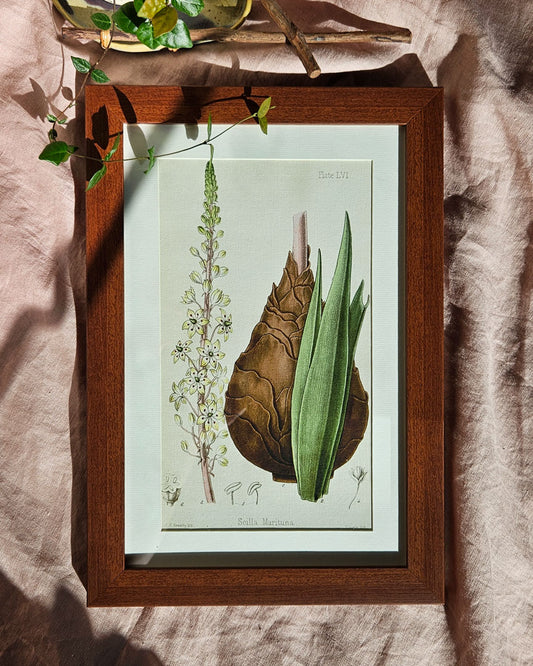 Scilla Maritina - Vintage Botanical Illustration
