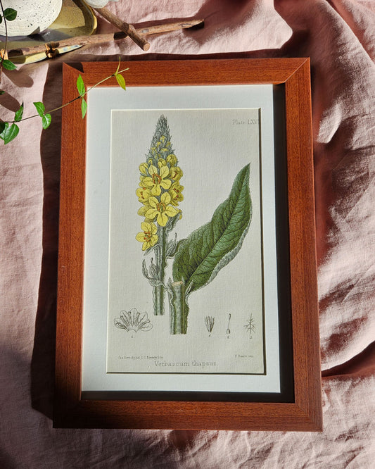 Verbasoum Thapsus - Vintage Botanical Illustration
