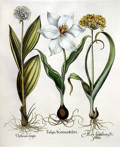 Botanical illustration history Basilius Besler Hortus Eystettensis 1613 copper engraving tulips archival fine art print