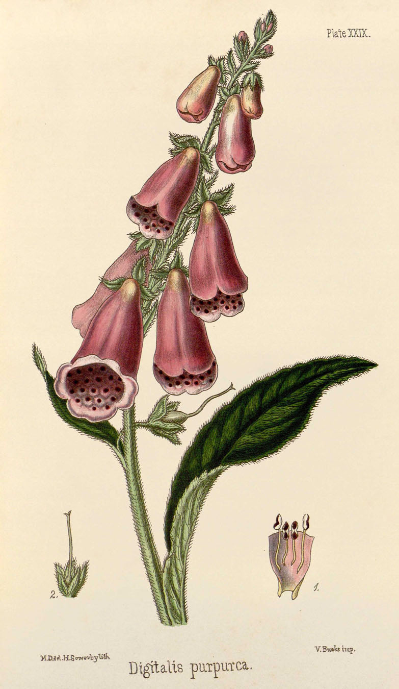 Digitalis Purpurea vintage botanical illustration, archival fine art print from the Musée Joli botanical collection