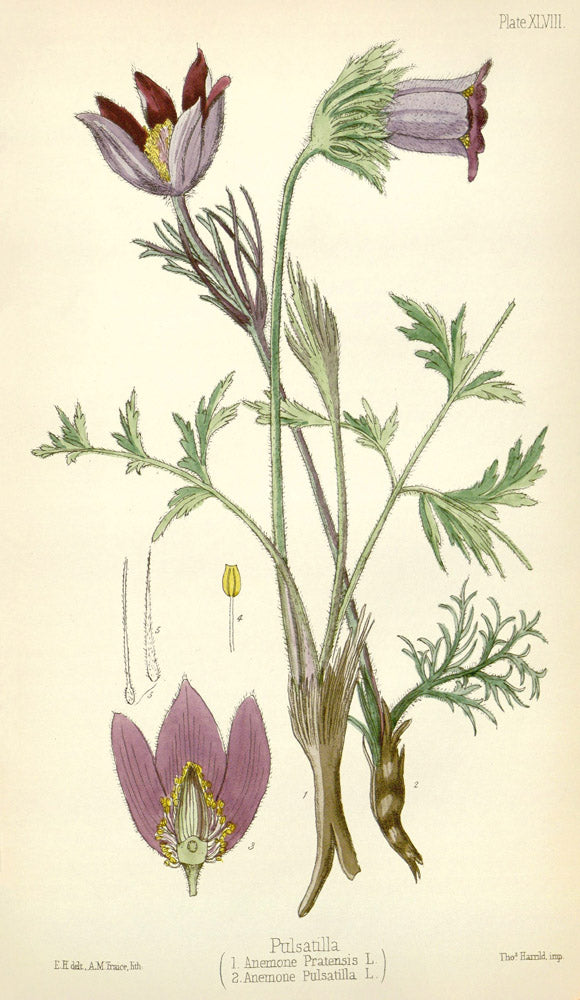 Anemone Pulsatilla - Vintage Botanical Illustration