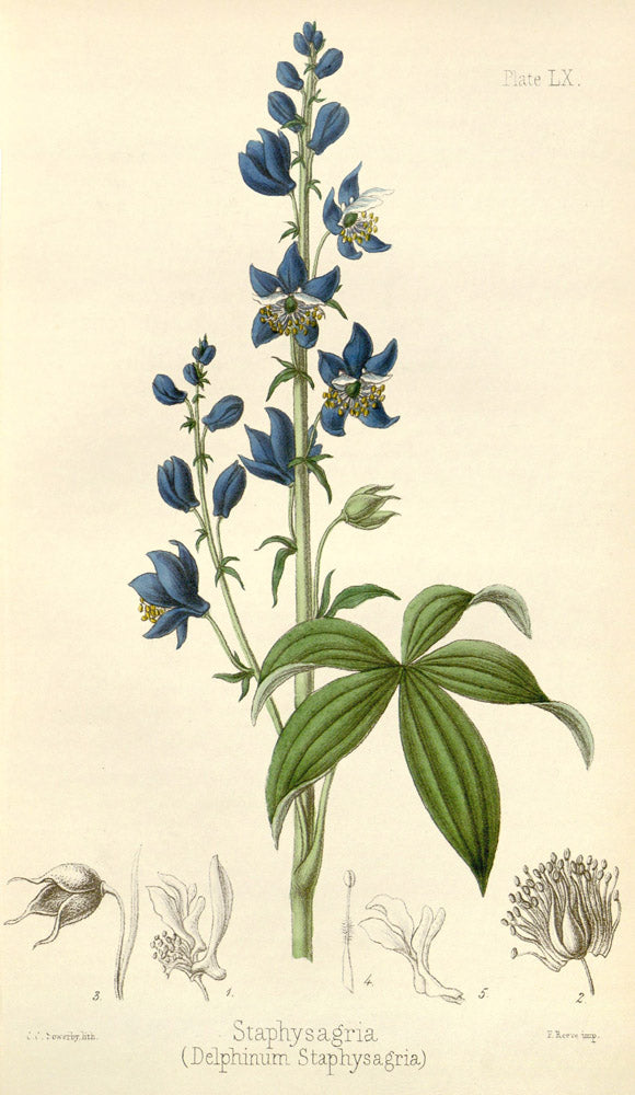 Delphinum Staphysagria - Vintage Botanical Illustration