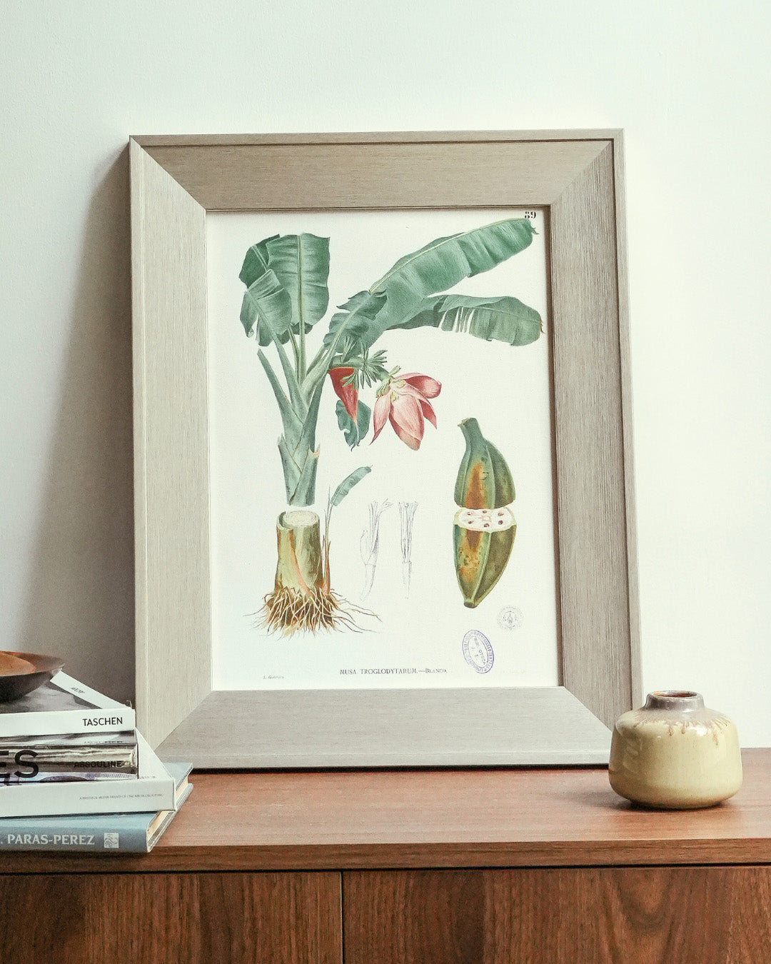 Musa Troglodytarum - Filipino Botanical Illustration