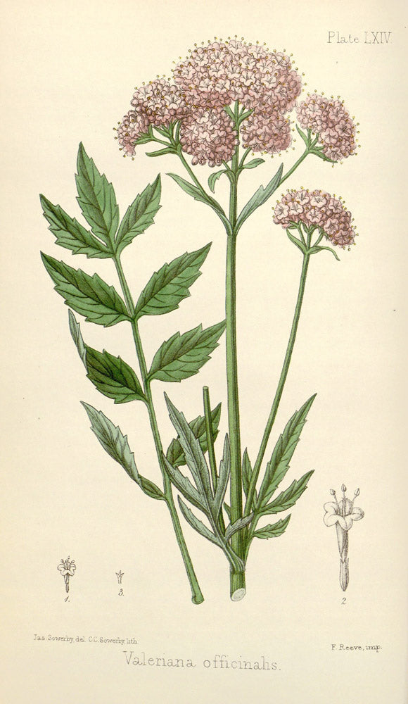 Valeriana Officinhas - Vintage Botanical Illustration