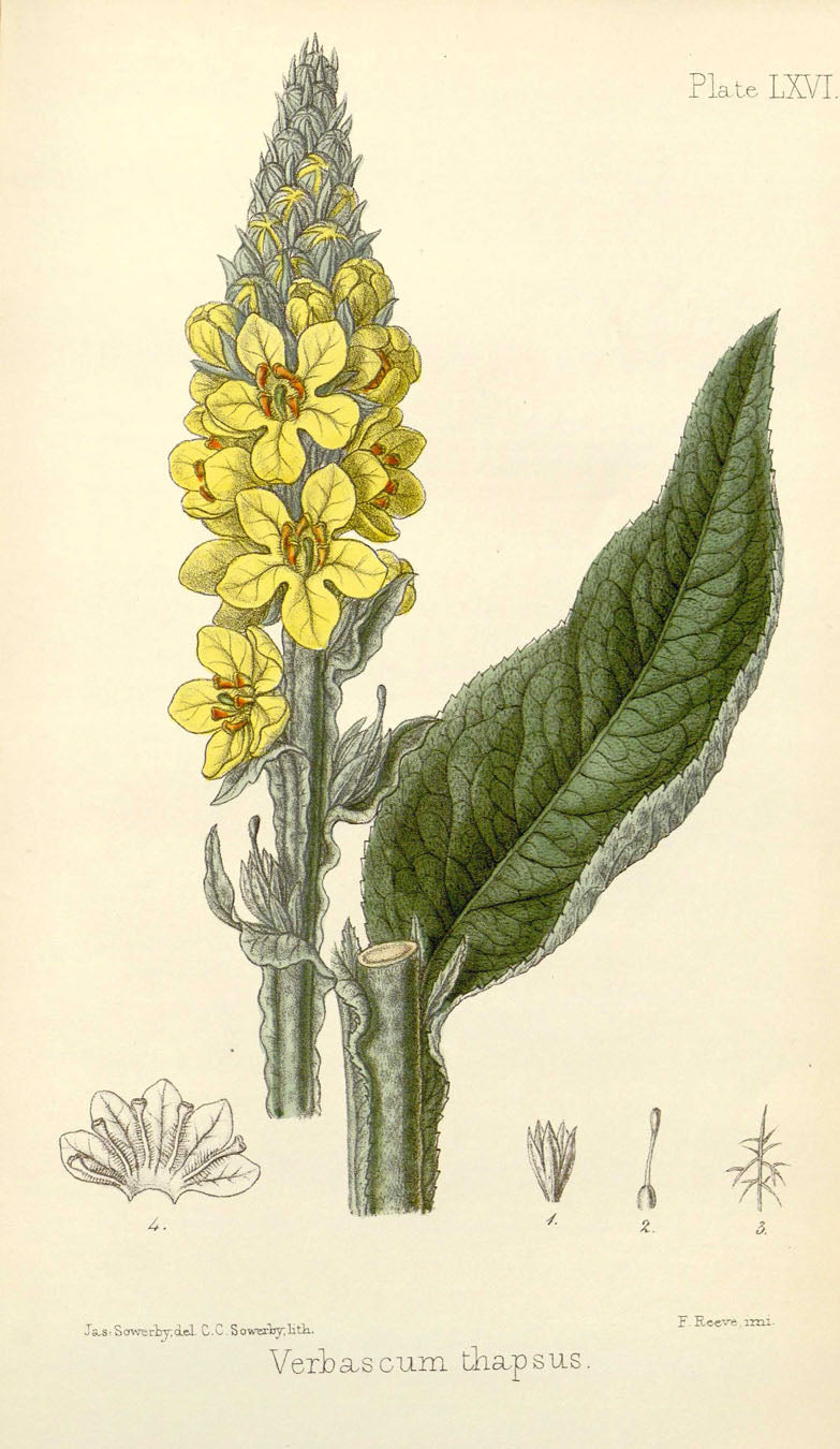 Verbasoum Thapsus - Vintage Botanical Illustration