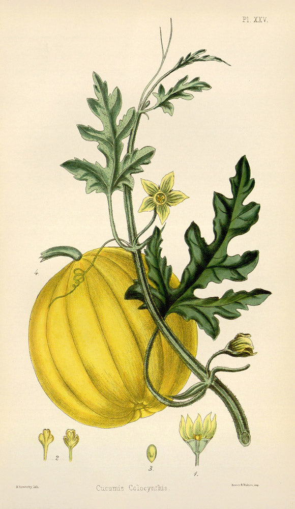 Cucumis Colocynthis - Vintage Botanical Illustration