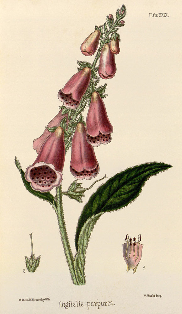 Digitalis Purpurea - Vintage Botanical Illustration