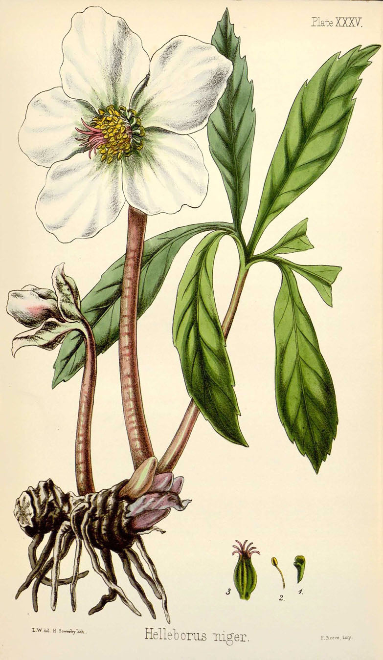 Helleborus Niger - Vintage Botanical Illustration