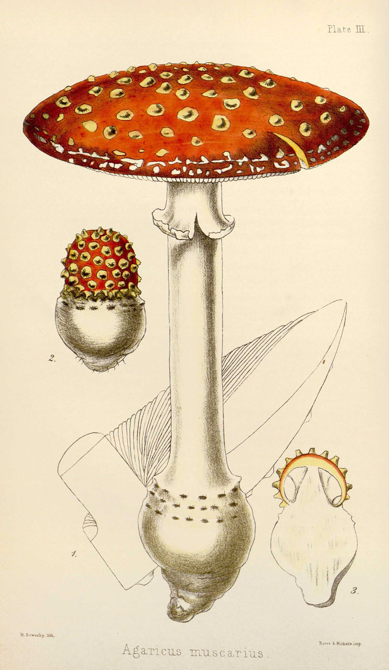 Agaricus Muscarius - Vintage Botanical Illustration