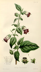 Atropa Belladonna - Vintage Botanical Illustration