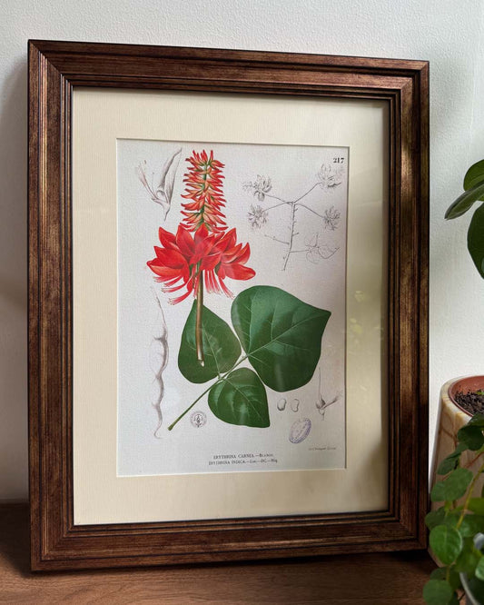 Erythrina variegata Blanco - Filipino Botanical Illustration