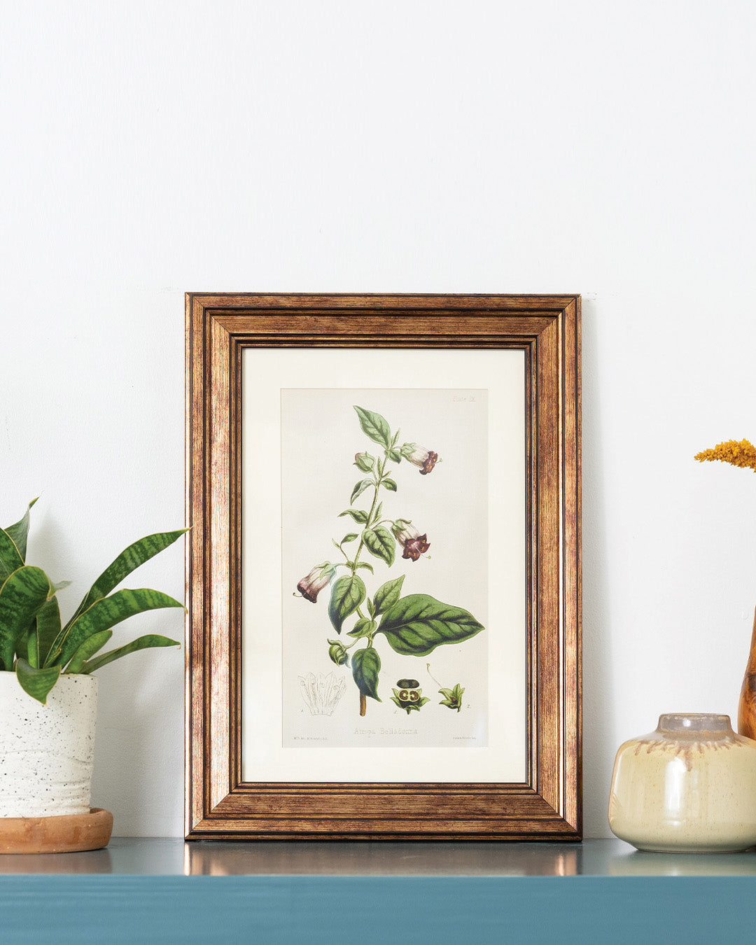 Atropa Belladonna - Vintage Botanical Illustration