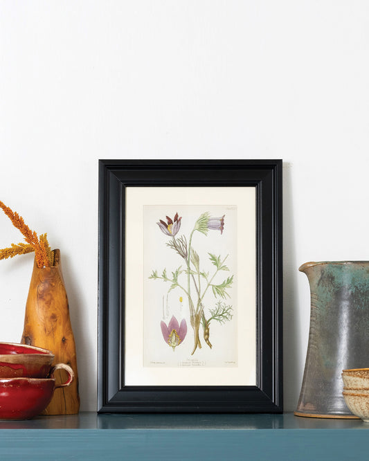 Anemone Pulsatilla - Vintage Botanical Illustration