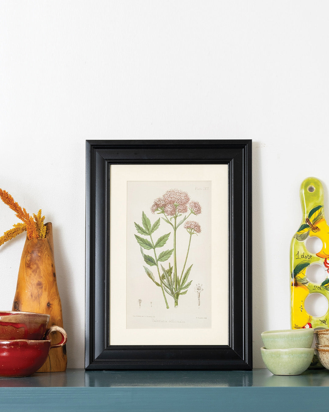 Valeriana Officinhas - Vintage Botanical Illustration