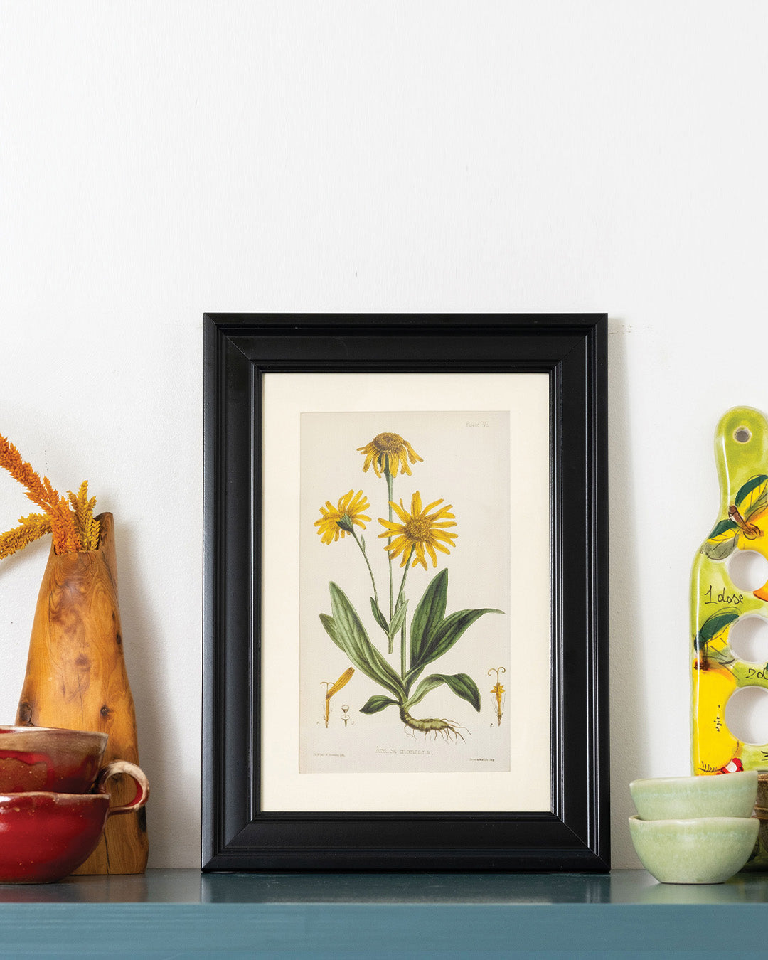 Arnica Montana - Vintage Botanical Illustration