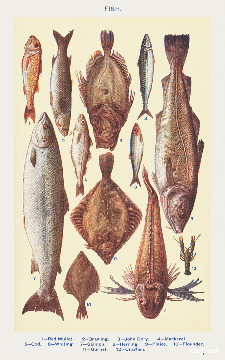 Fish, 1923 - Mrs. Beeton's Book of Household Management