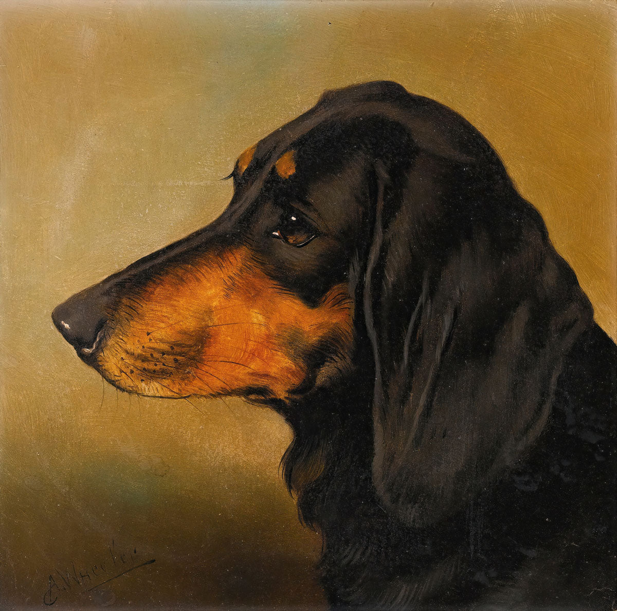 Head Study Of A Dachshund - Alfred Wheeler