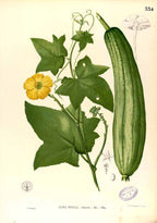 Luffa Aegyptiaca - Filipino Botanical Illustration