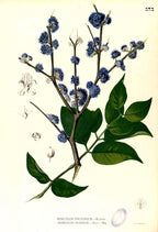 Memecylon Edule - Filipino Botanical Illustration