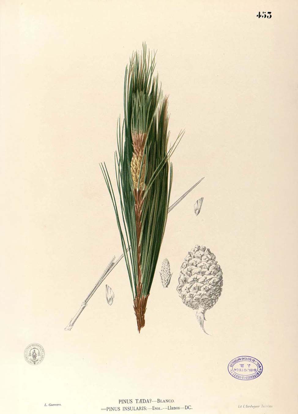 Pinus Kesiya - Filipino Botanical Illustration