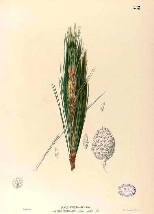 Pinus Kesiya - Filipino Botanical Illustration
