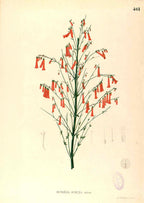 Russelia Juncea - Filipino Botanical Illustration