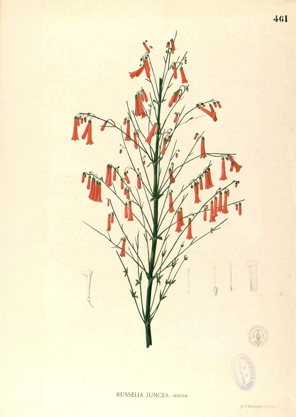 Russelia Juncea - Filipino Botanical Illustration