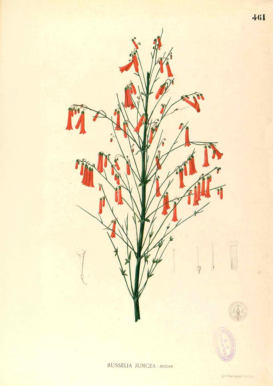 Russelia Juncea - Filipino Botanical Illustration