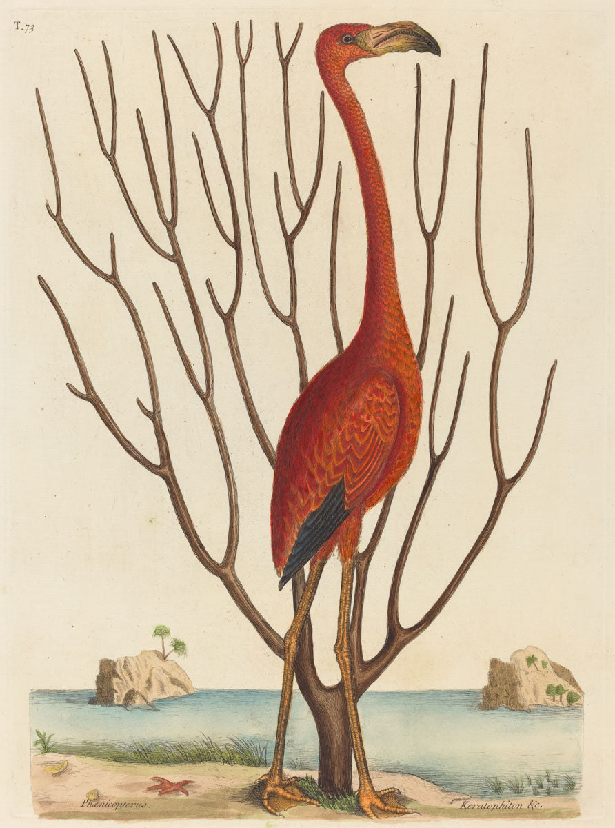 The Flamingo, 1731 by Mark Catesby