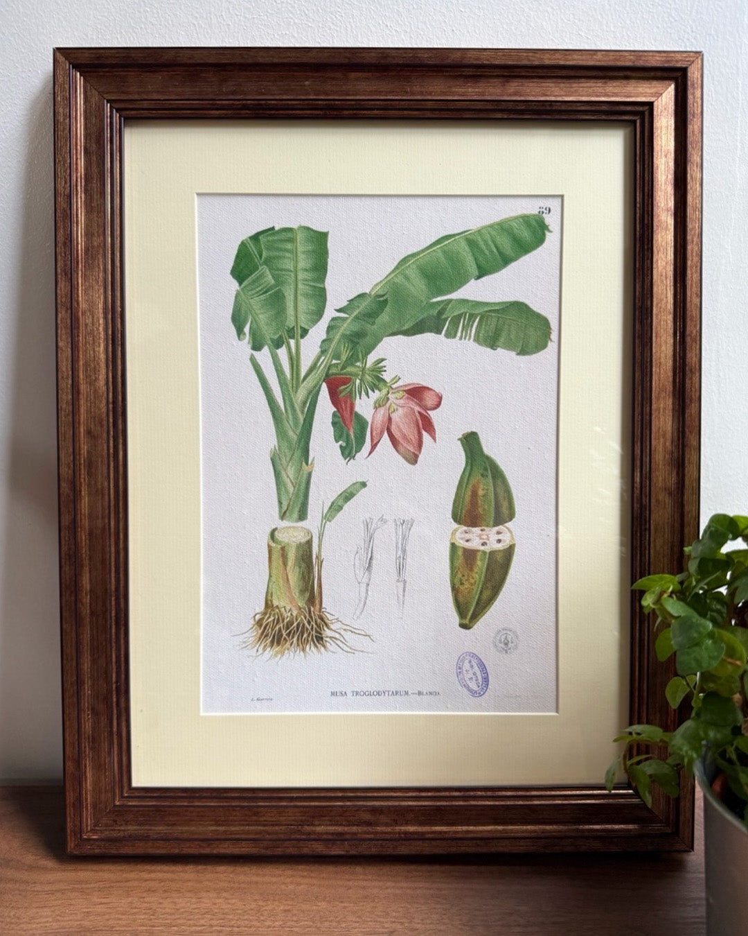 Musa Troglodytarum - Filipino Botanical Illustration