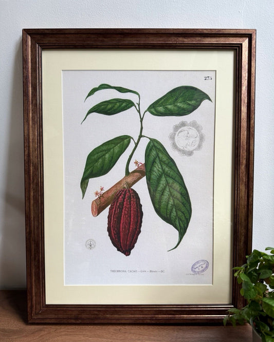 Theobroma Cacao - Filipino Botanical Illustration