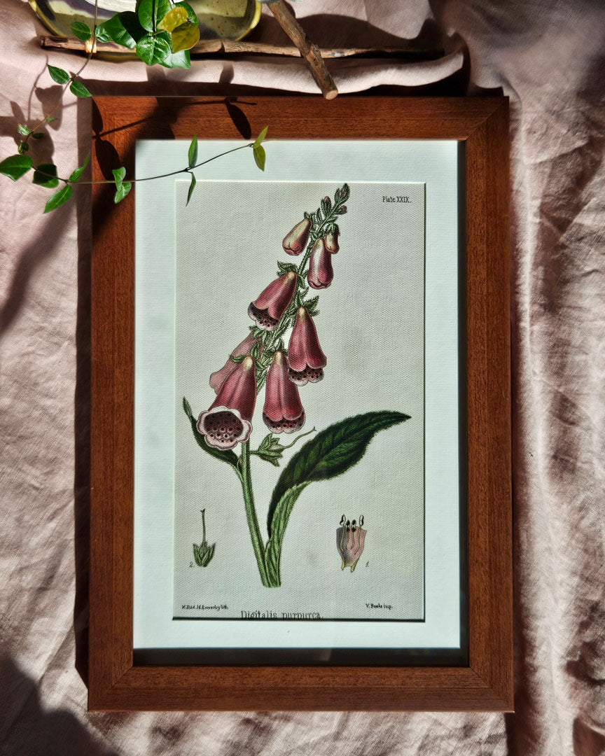 Digitalis Purpurea - Vintage Botanical Illustration