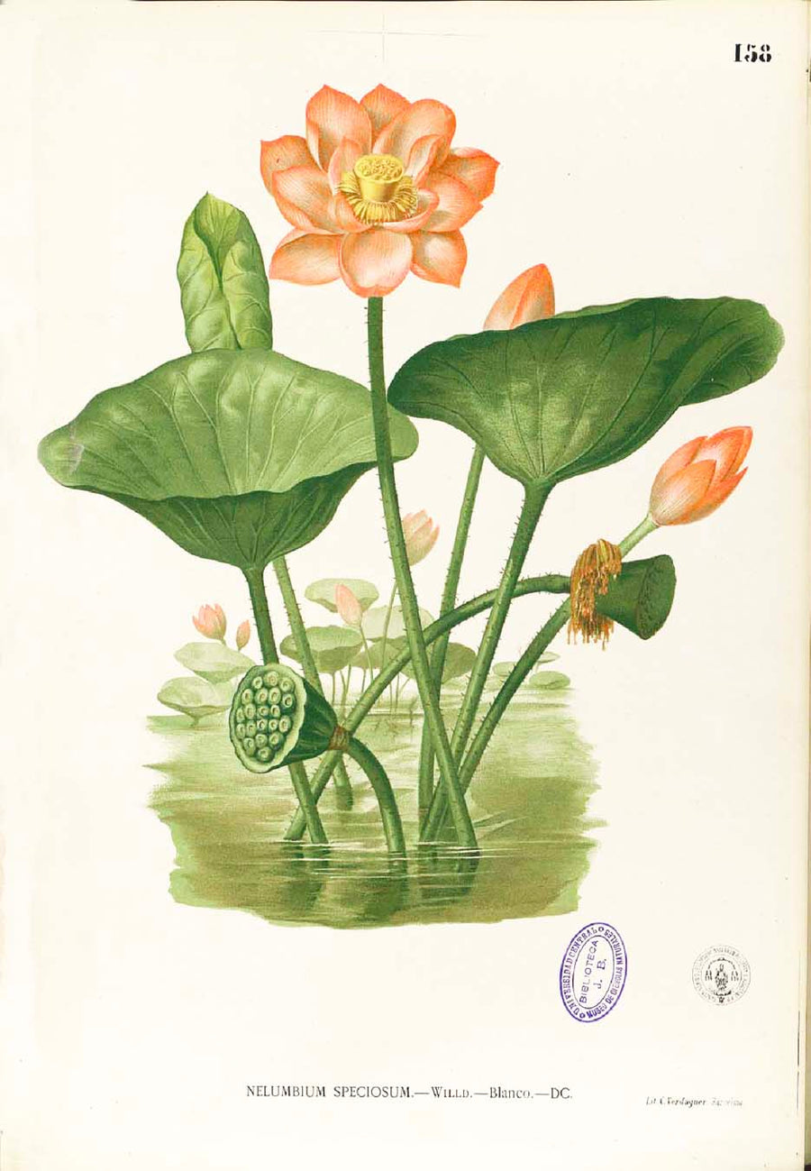 Nelumbo Nucifera - Filipino Botanical Illustration
