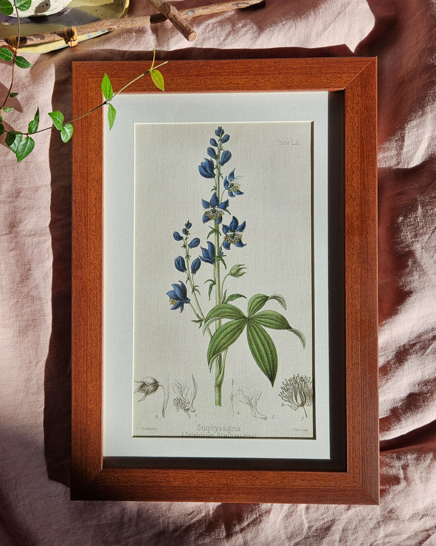 Delphinum Staphysagria - Vintage Botanical Illustration